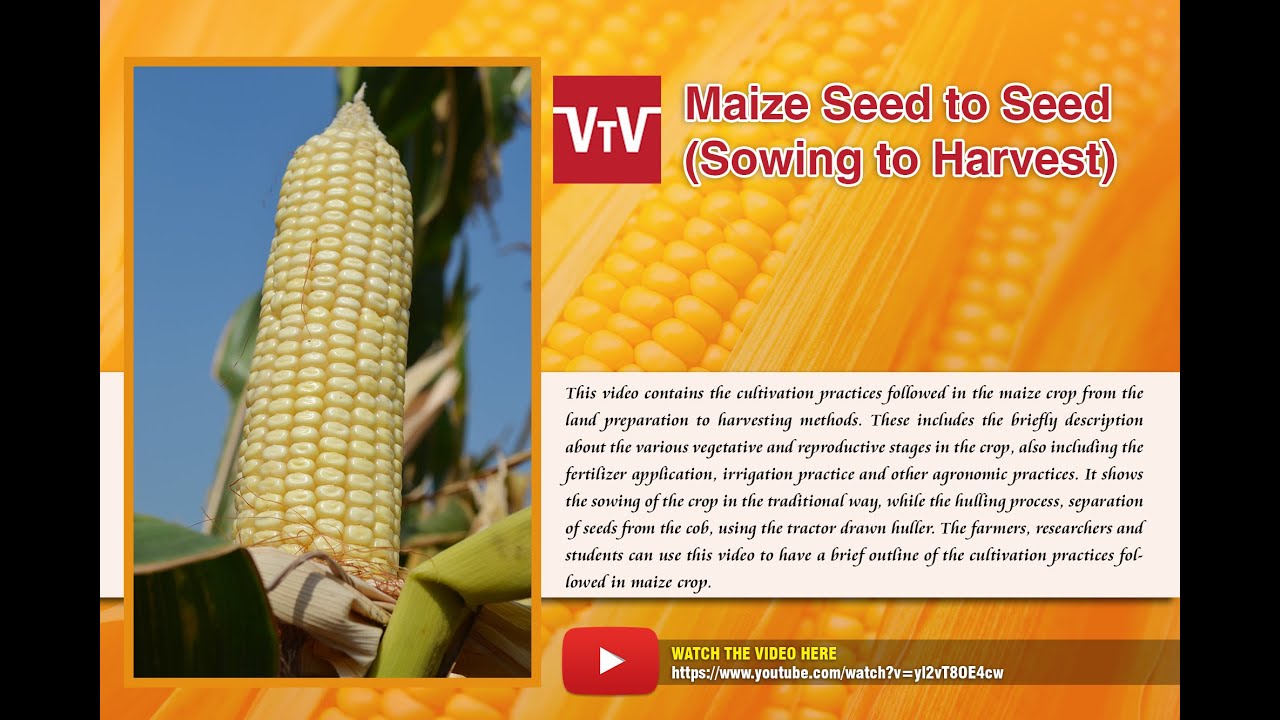 maize seed to seed (sowing to harvest)