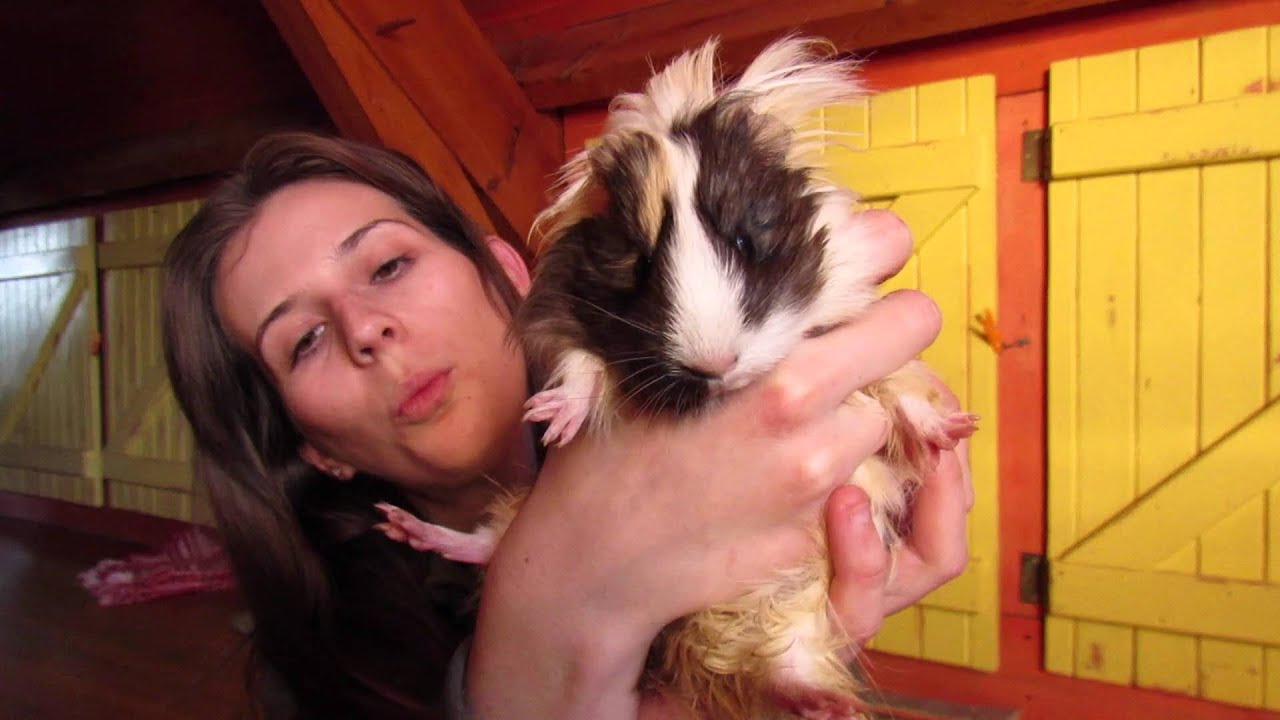 Présentation de mes cochons d'inde