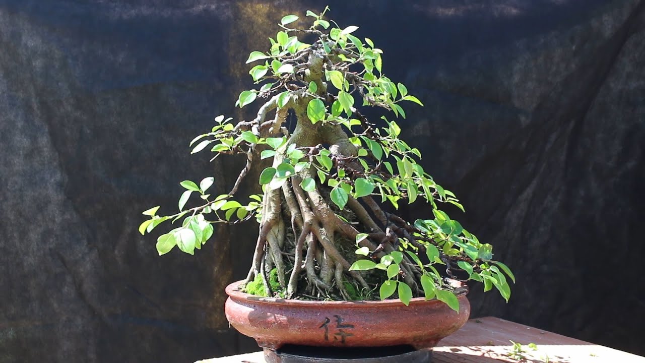 Bonsai sobre roca - Compactar la brotación