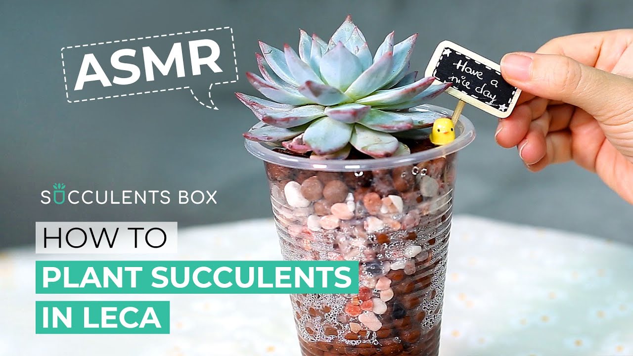 ASMR | HOW TO GROW SUCCULENTS IN LECA | SATISFYING LECA DROPPING SOUND, WATER SOUND ASMR