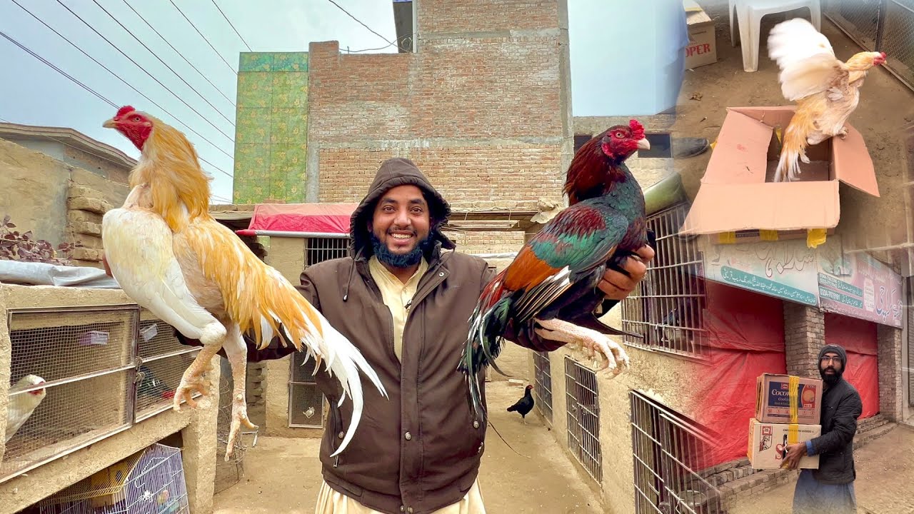 Hmara Farm Phr Murga Se Bhr Gya 😳 World Level Best Aseel Agye