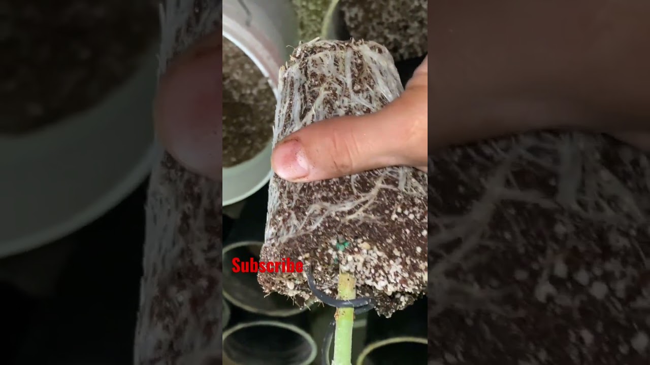 Great White Mycorrhizae with Flawless big white roots