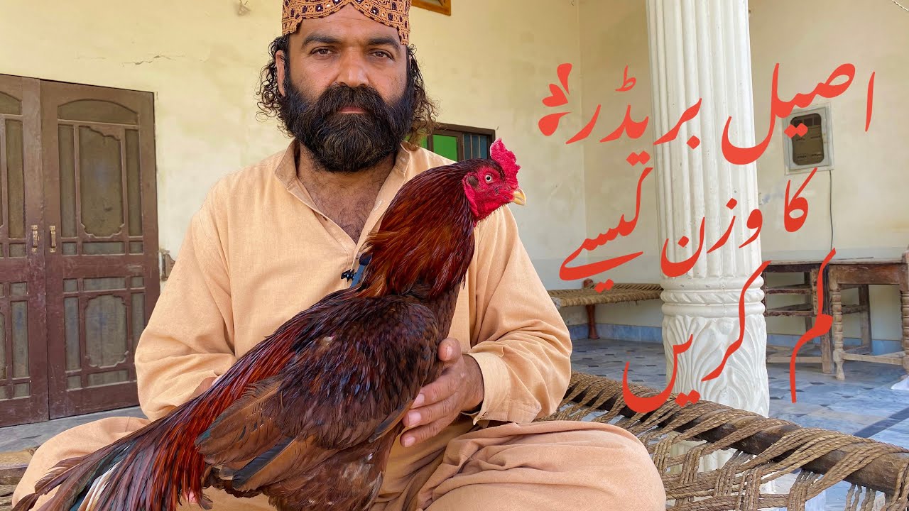 Breeder ka Weight Kaisey Kam Karen // Breeding Tips For Aseel