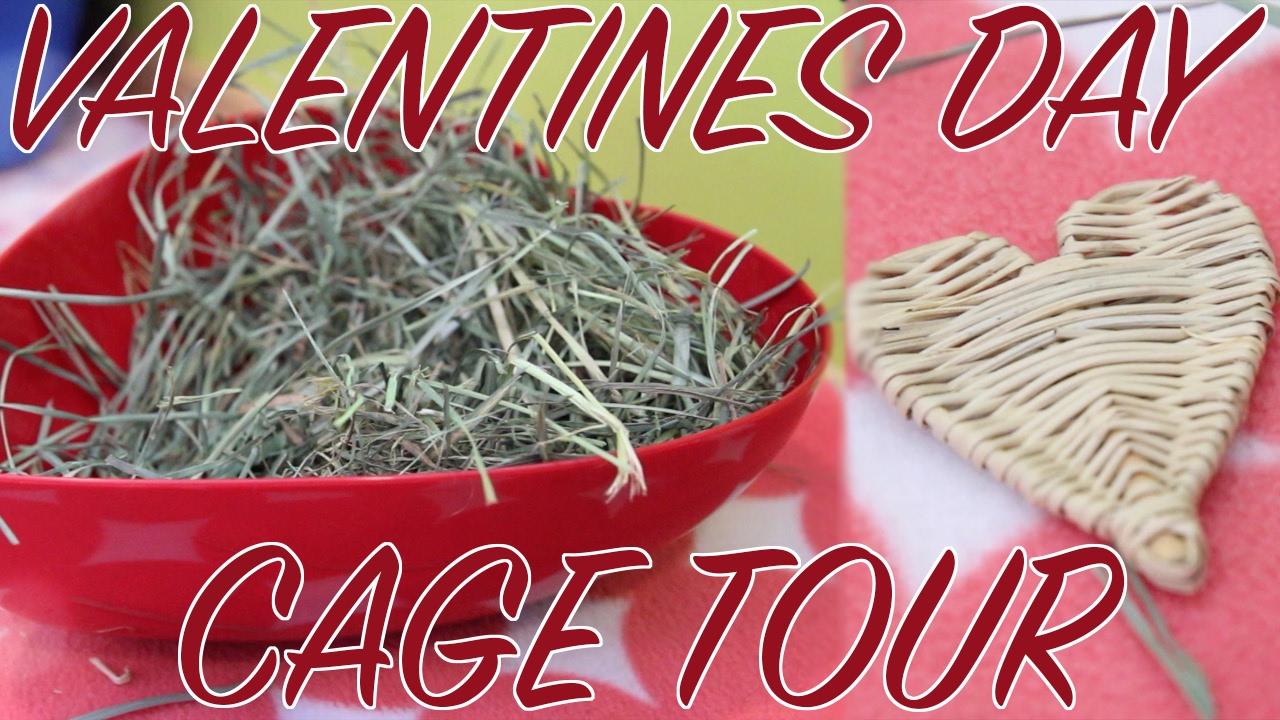 Valentine's Day Cage Tour
