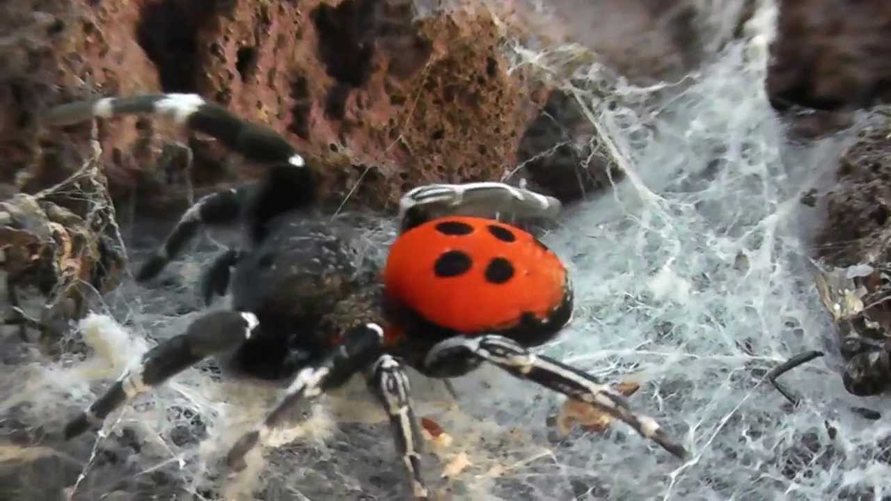 Eresus walckenaerius