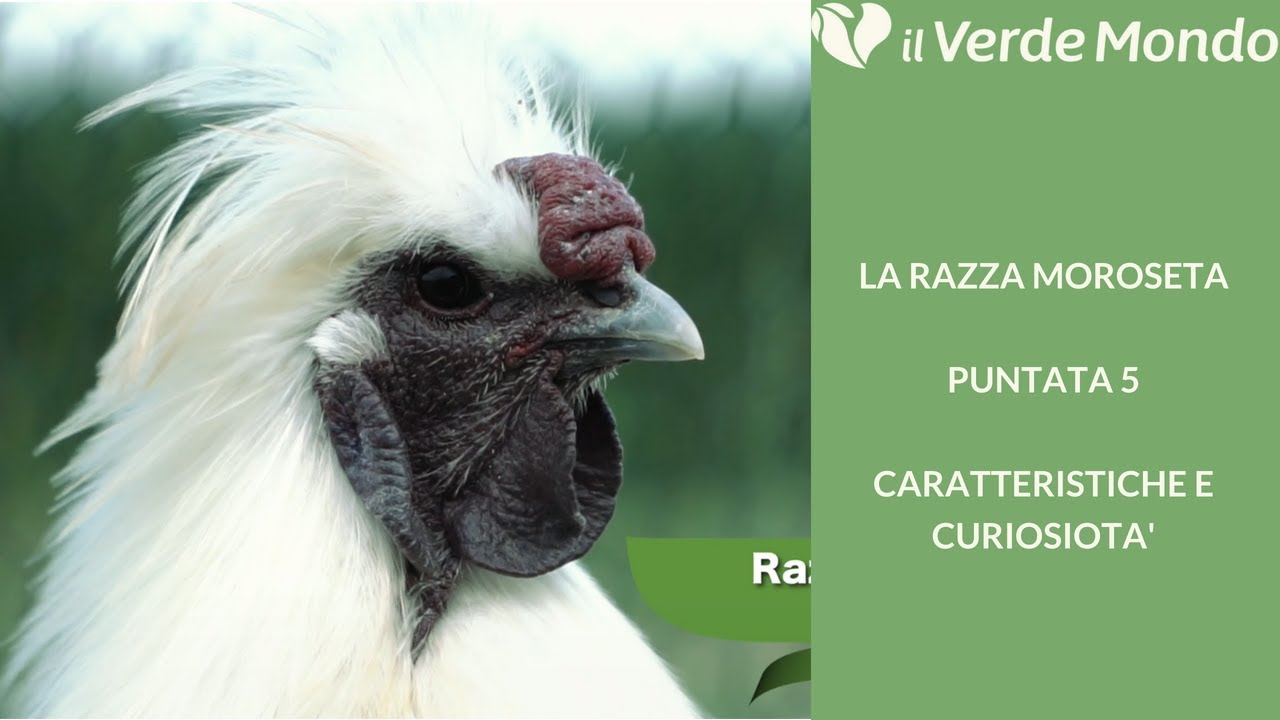 La Razza Moroseta | Caratteristiche di questa razza avicola | Puntata 5