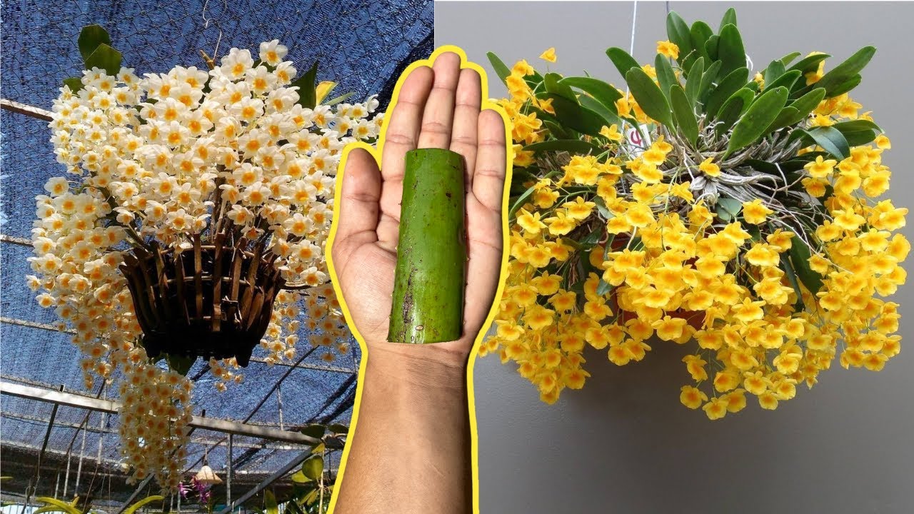 APENAS UMA FOLHA FAZ ORQUÍDEAS TEREM FLORES E RAÍZES NOVAS