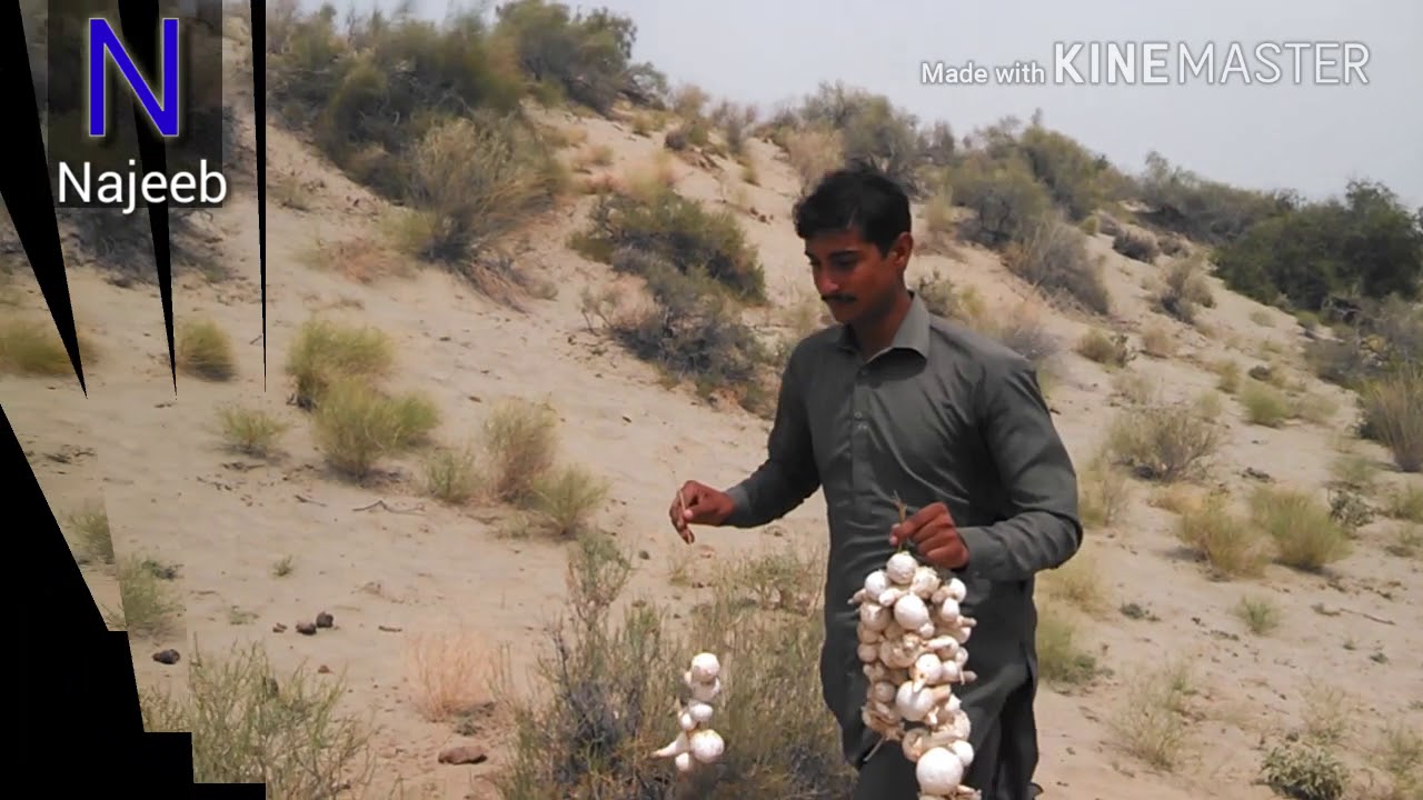 Collecting Desert Mushrooms | Achro Thar ki Khumbi | Safari Sahara