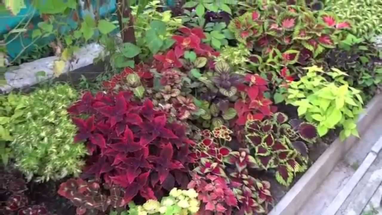 Колеус Coleus (Solenostemon) на Даче Новомодного в 2014 году