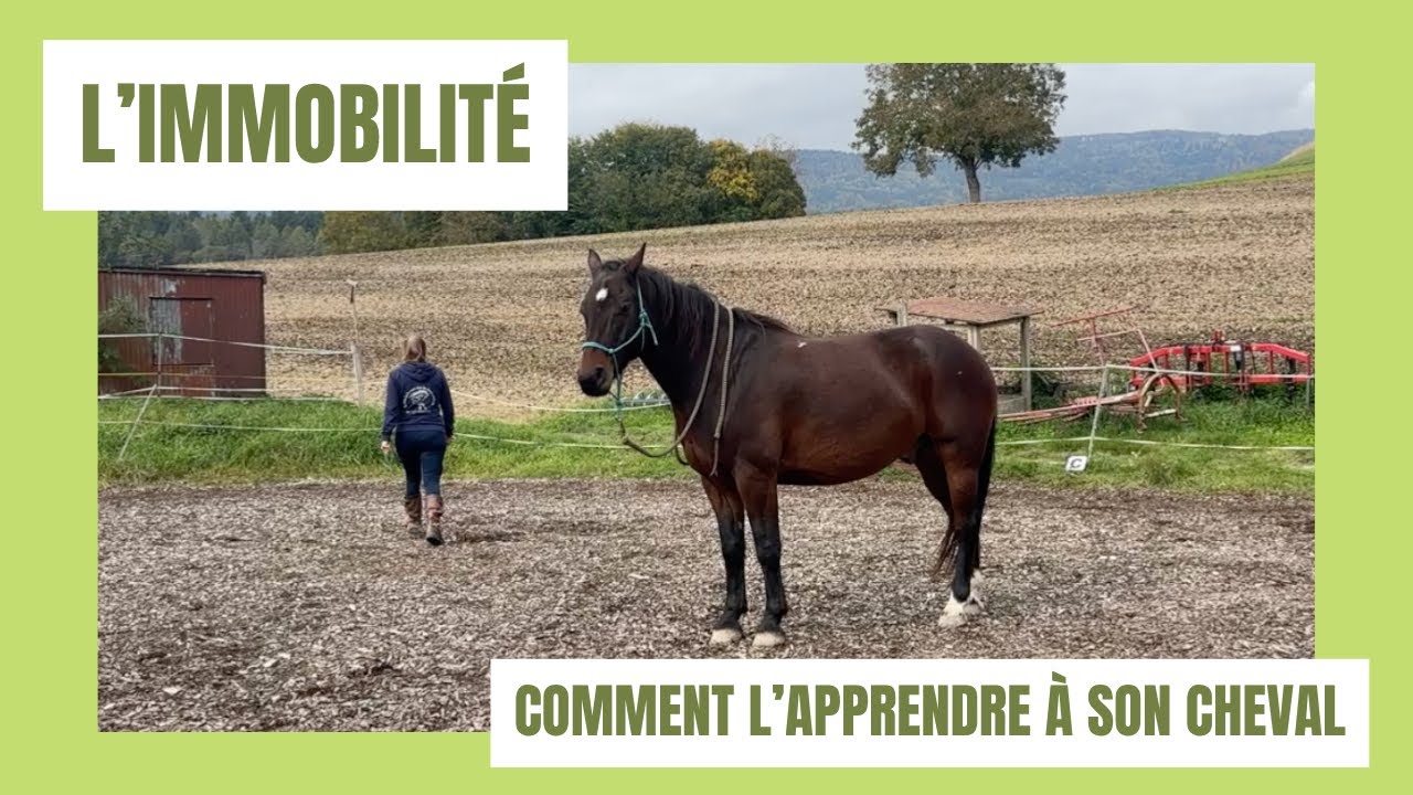 Non, l’immobilité n’est pas innée ! Voici comment l’apprendre à ton cheval 🐴