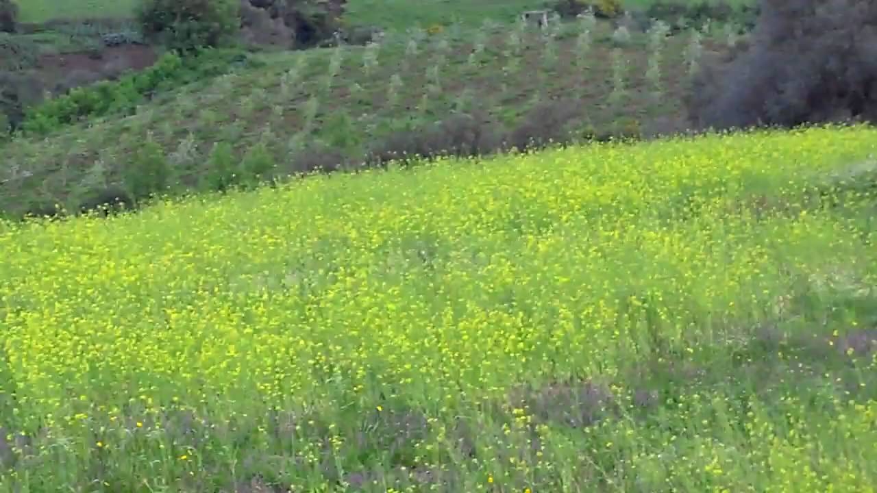 settara CLIP0013