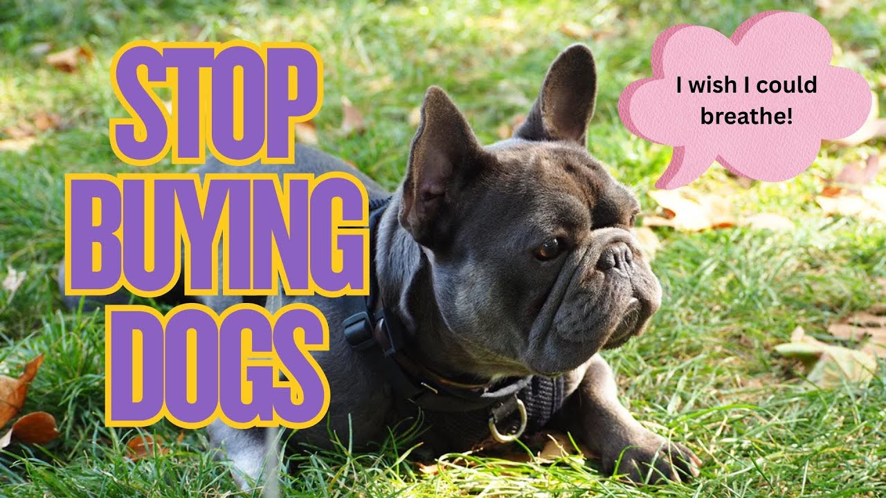 Buying Purebred Dogs Makes You Racist