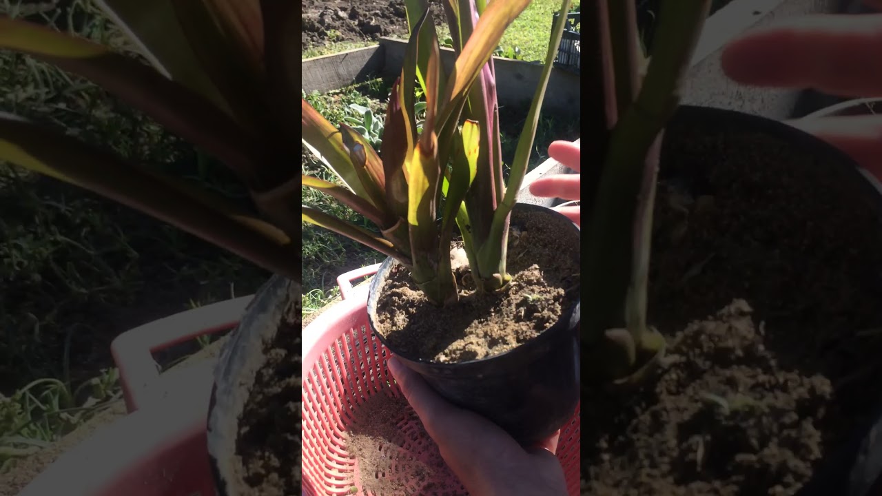 ГУЗМАНИЯ! Как размножить отростками!