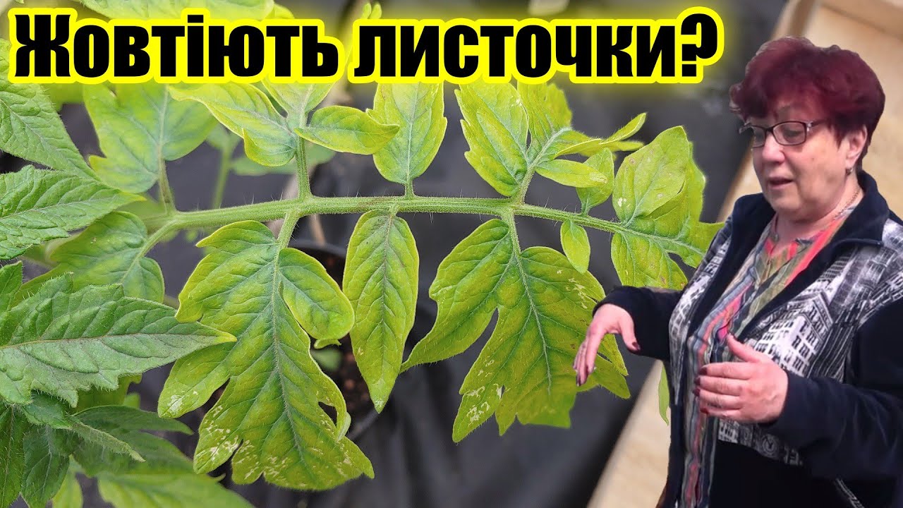 Чому можуть жовтіти листочки на розсаді?