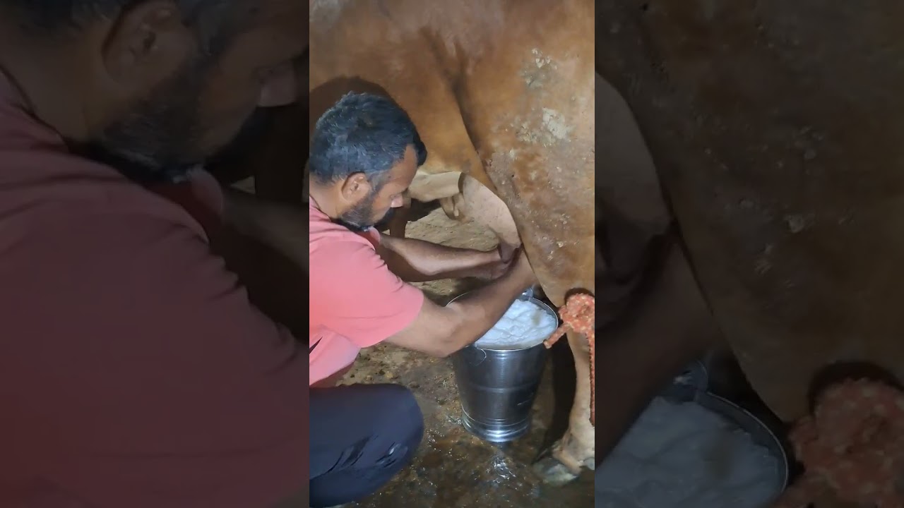 Sahiwal cow milking - Day 1