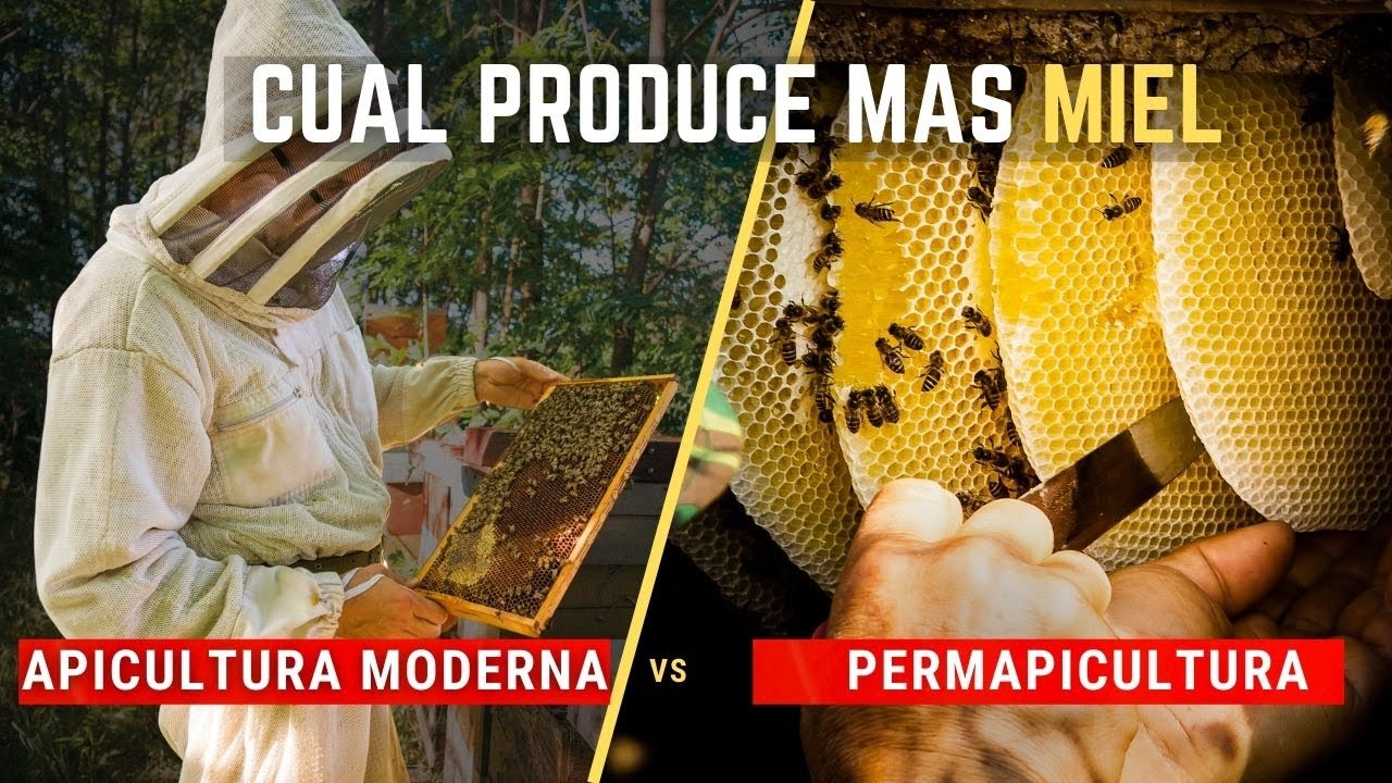 &iquest;Cu&aacute;l es la MEJOR APICULTURA hoy en d&iacute;a? La Moderna o La Permapicultura 🐝