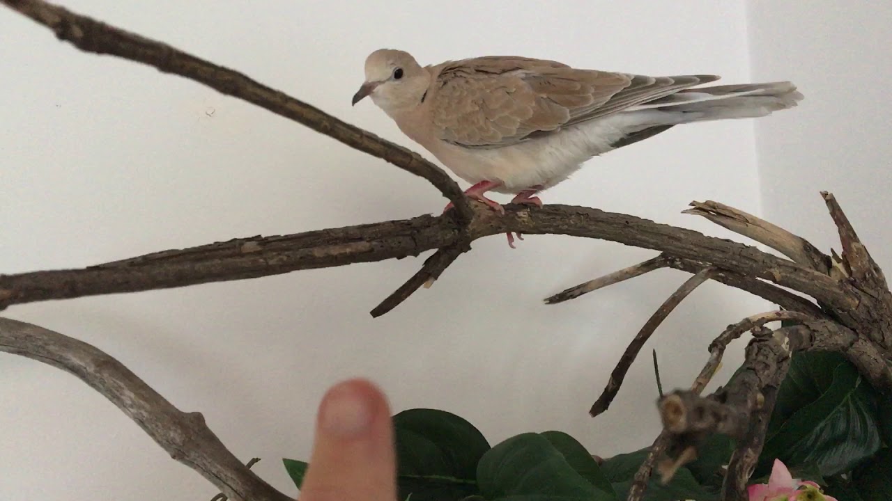 Laughing dove setup, food, cage etc