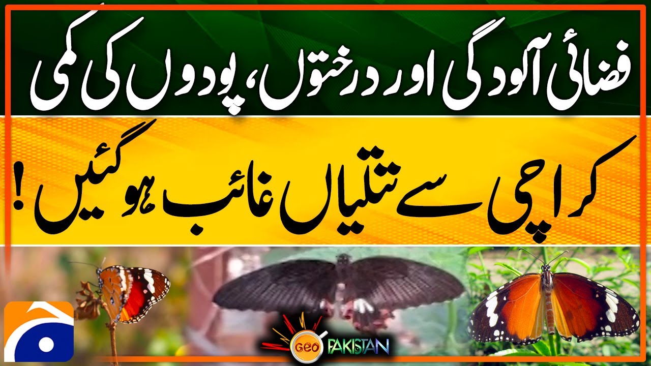 Where Have the Butterflies Gone? The Impact of Air Pollution and Lack of Trees in Karachi | Geo News
