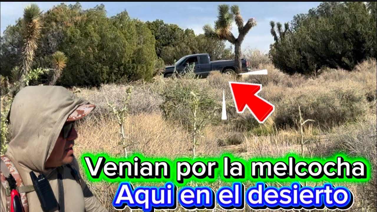 Venian por la melcocha al desierto pero se fueron será que me vieron 