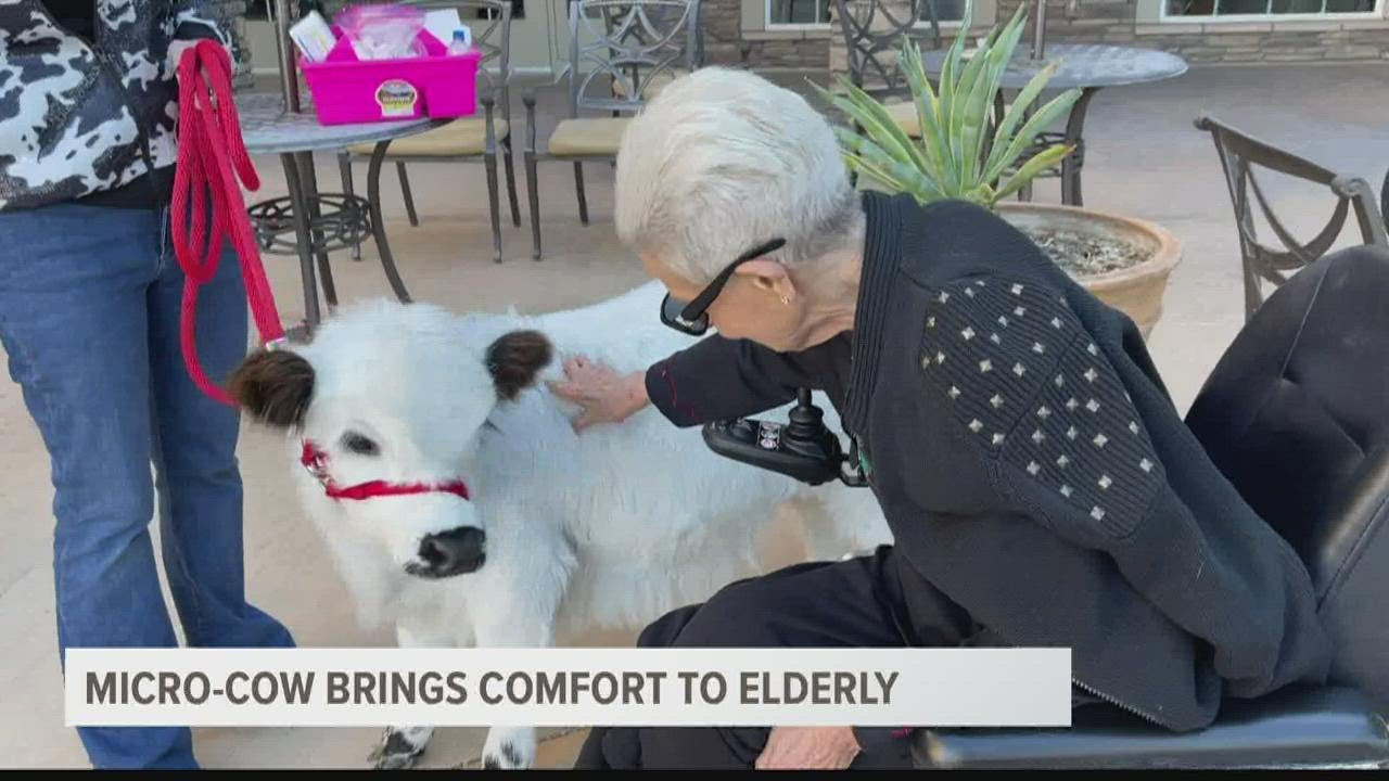 Meet Dolly Star! A micro mini cow bringing joy to Arizona’s elders
