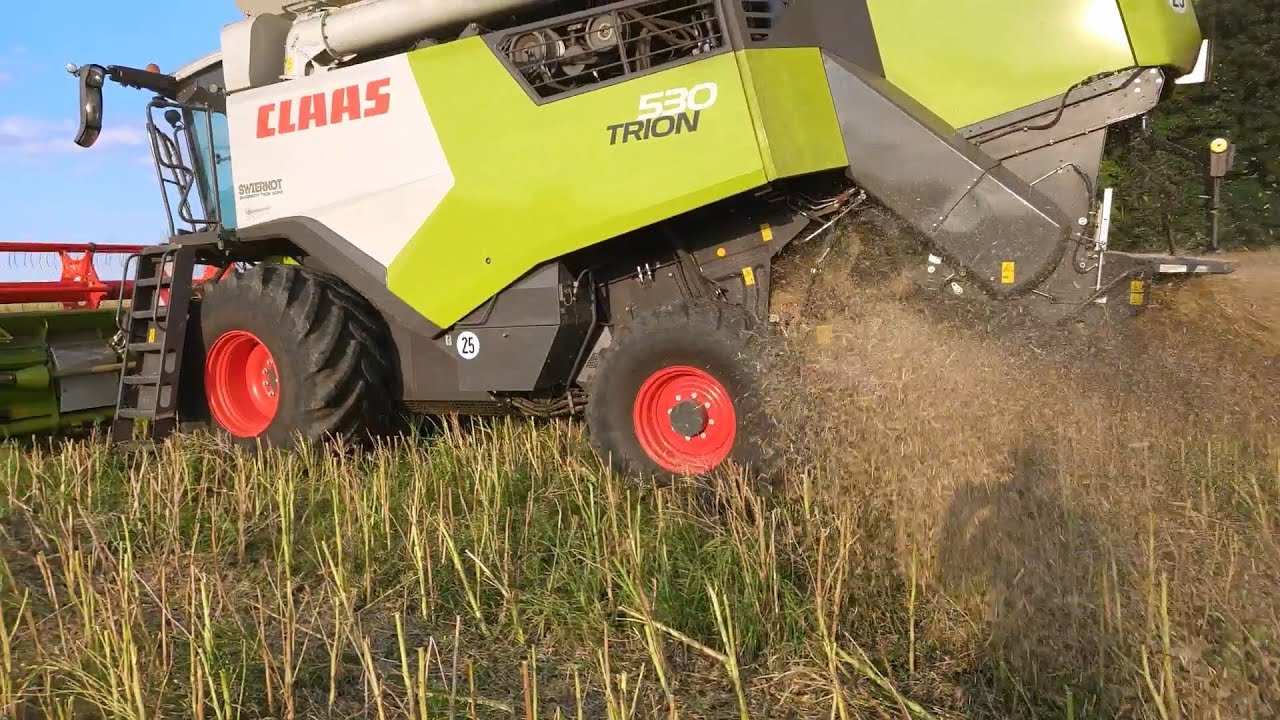 Żniwa 2024 cz.4 Claas Trion