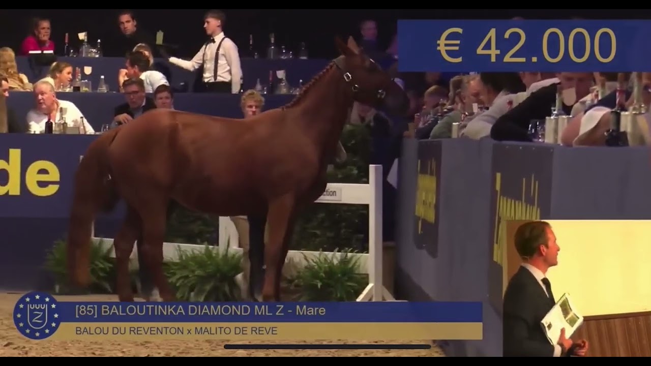 Baloutinka Diamond ML (Balou du Reventon x Malito de Reve), 2023 filly