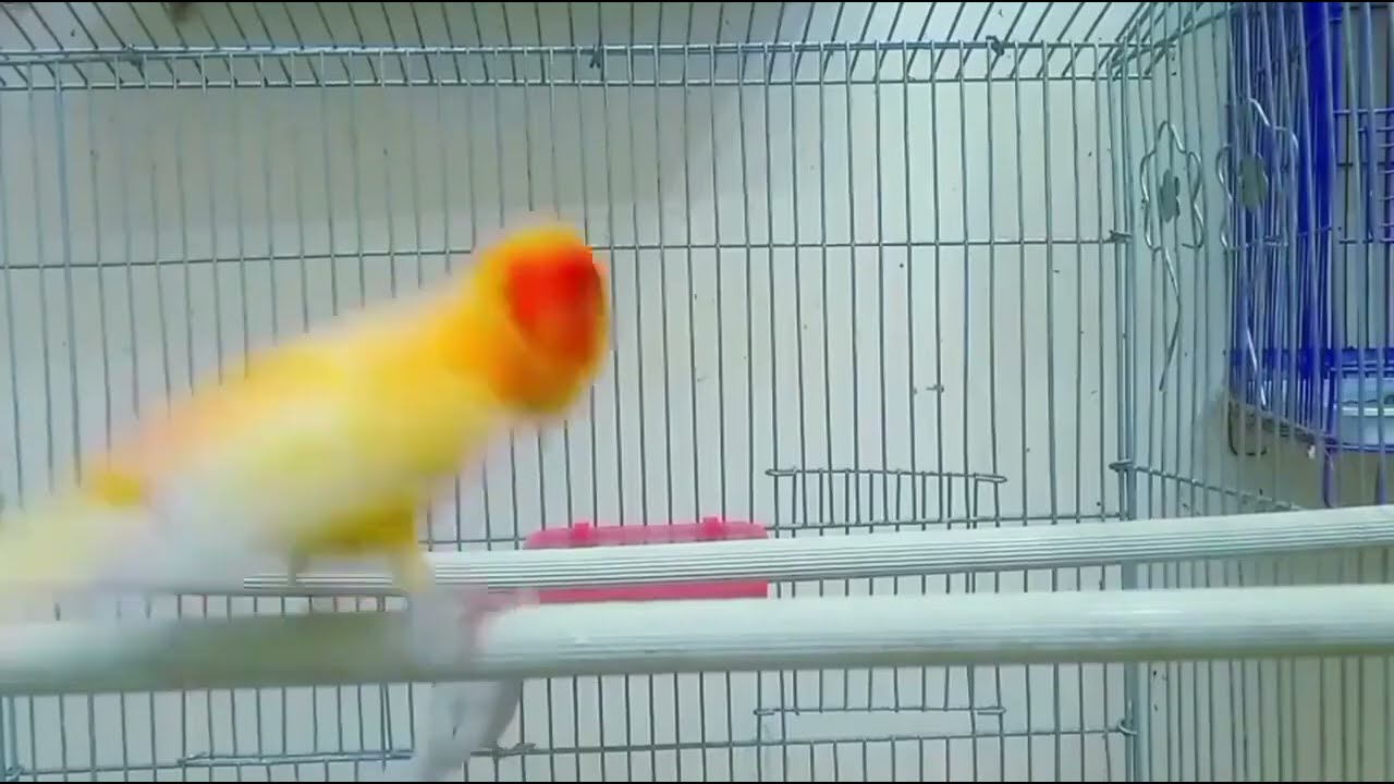 اقسم لك 5 دقائق فقط وسينفجر طائر الكناري من شدة التغريد ممتاز للتزاوج المضمون - canary singing