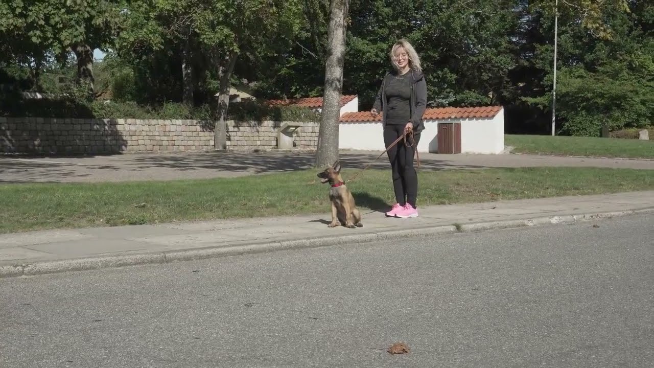 💯🔥 Sådan lærer du hunden at gå PÆNT I SNOR! 🔥💯