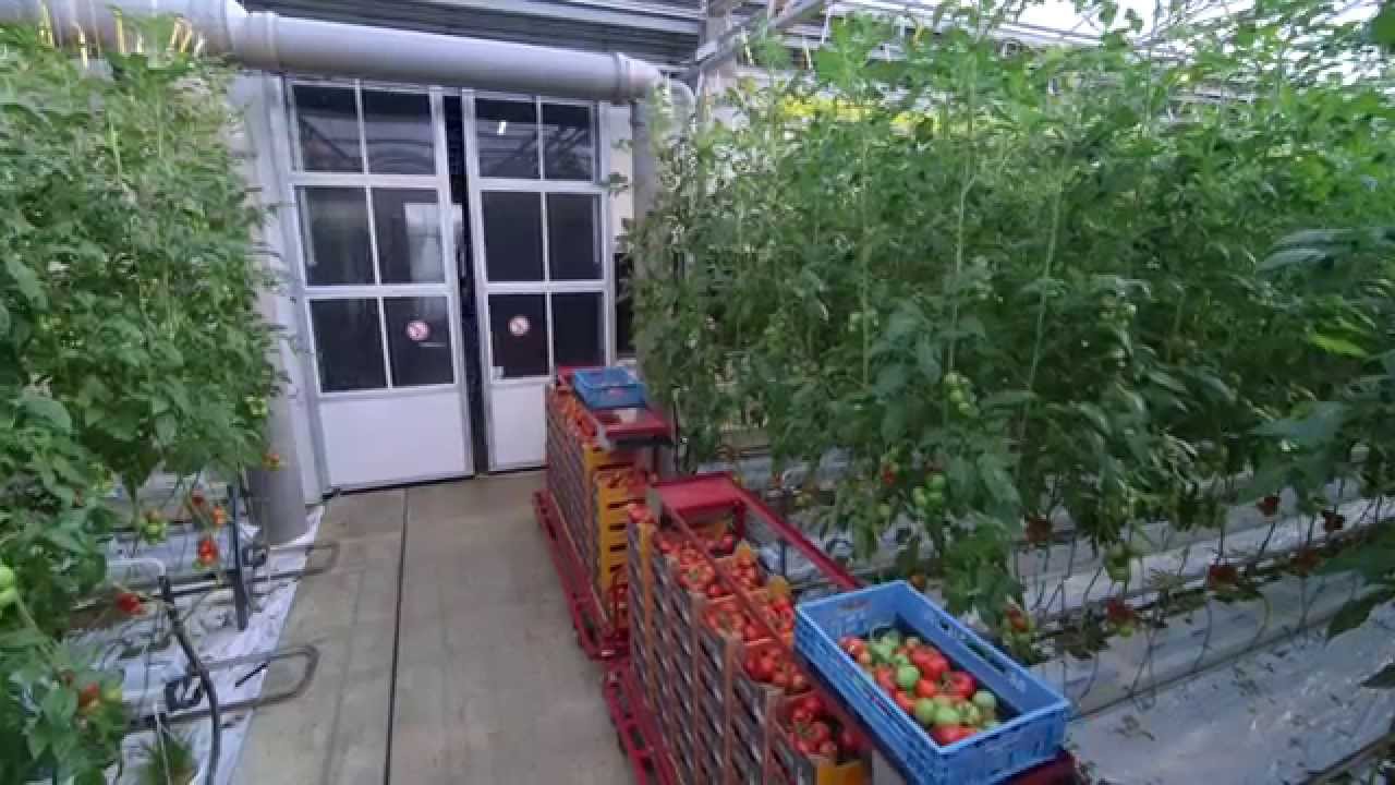 Schenkeveld Tomaten