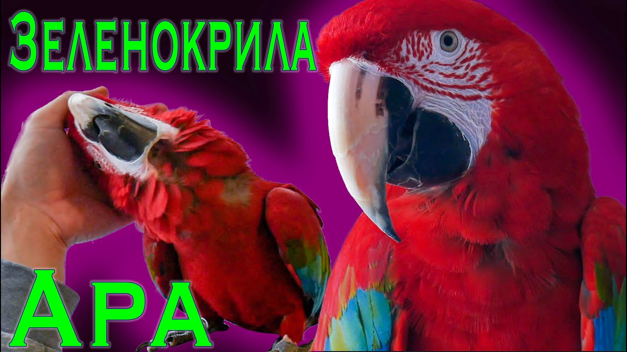 Зеленокрила Ара - история, особености, храна, заболявания и  отглеждане. Green-Winged Macaw