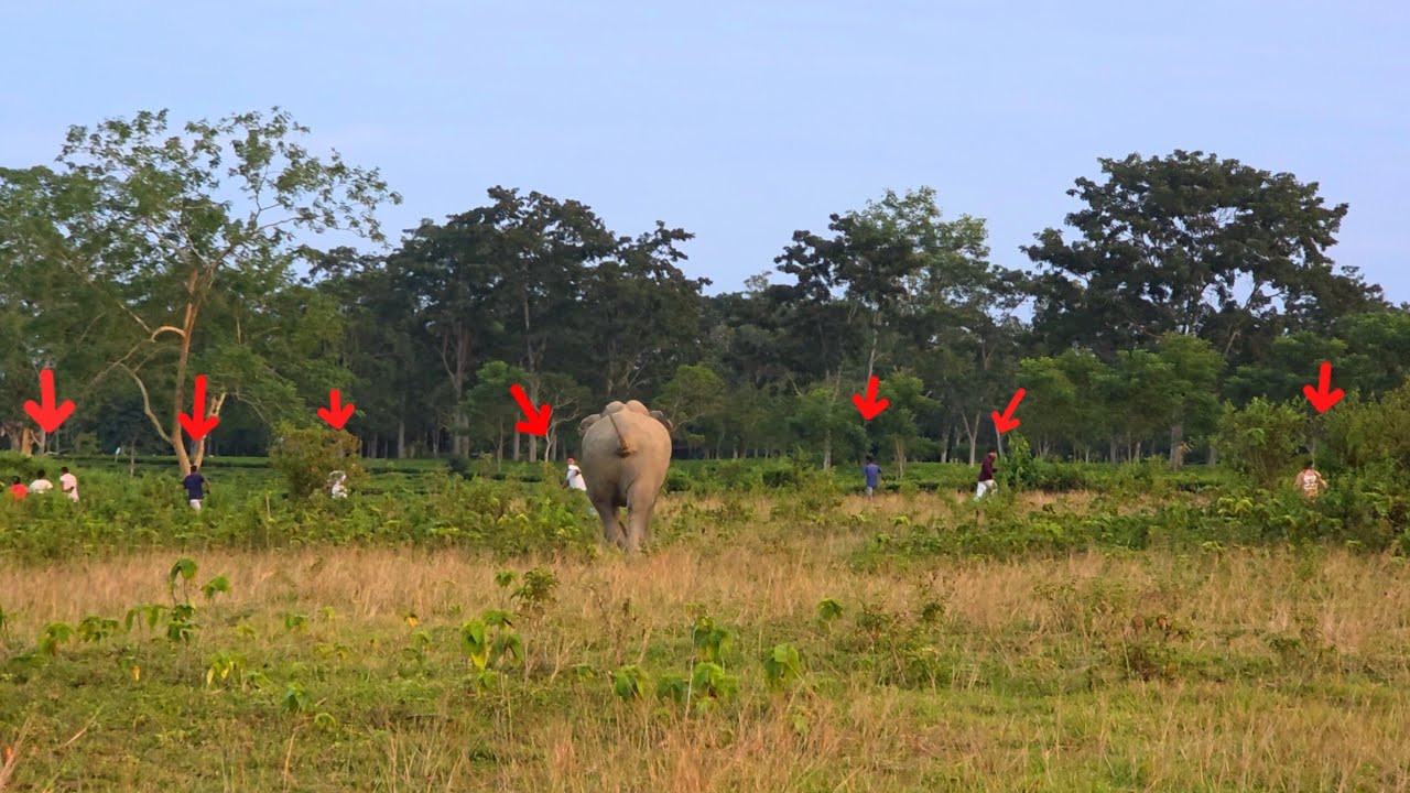 5 February 2026 #assam #animals #wildlife #viralvideo 