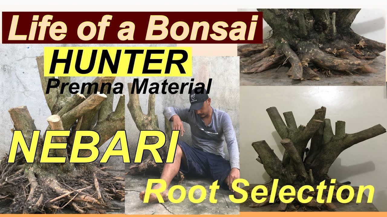 BONSAI HUNTER PART 2/ROOT PRUNING/HOW TO HUNT A BONSAI MATERIAL/PAANO MAG HUNT NG BONSAI MATERIAL