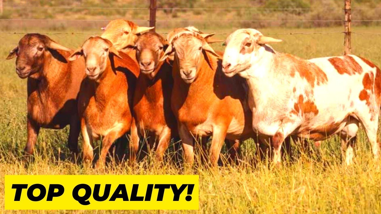 Productive Stallions Meatmasters Sheep South Africa