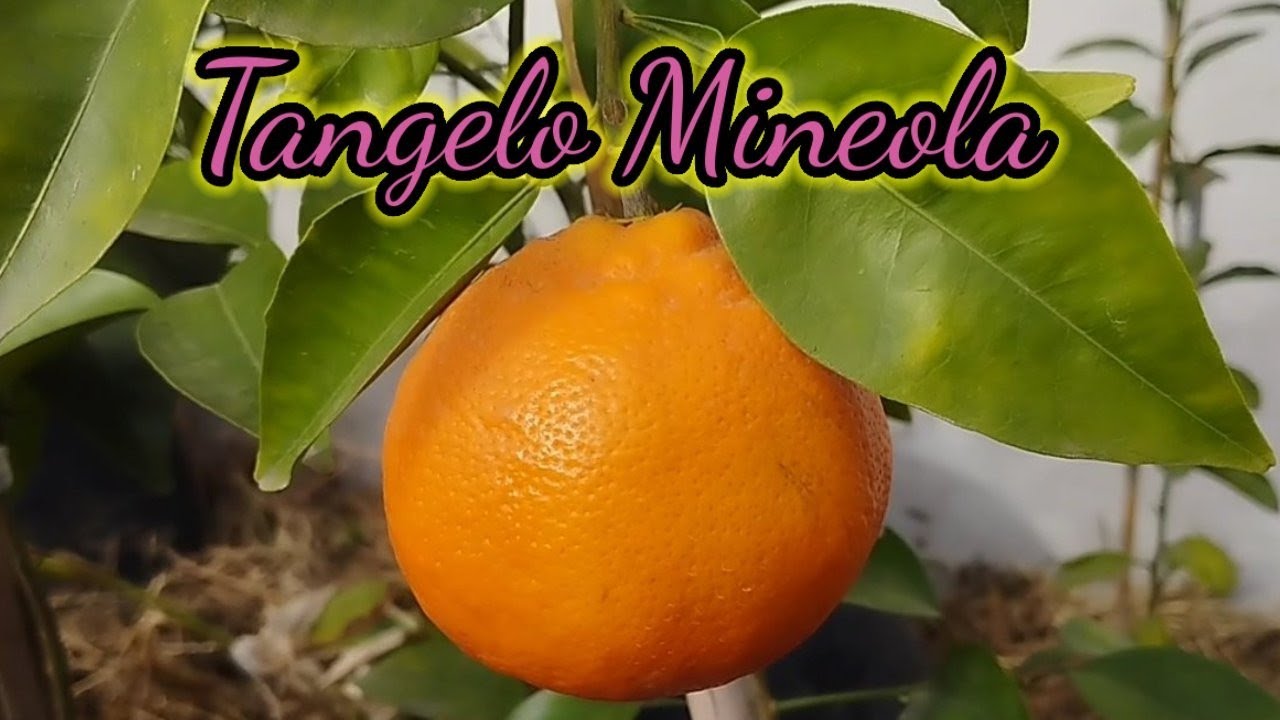 Tangelo Mineola
