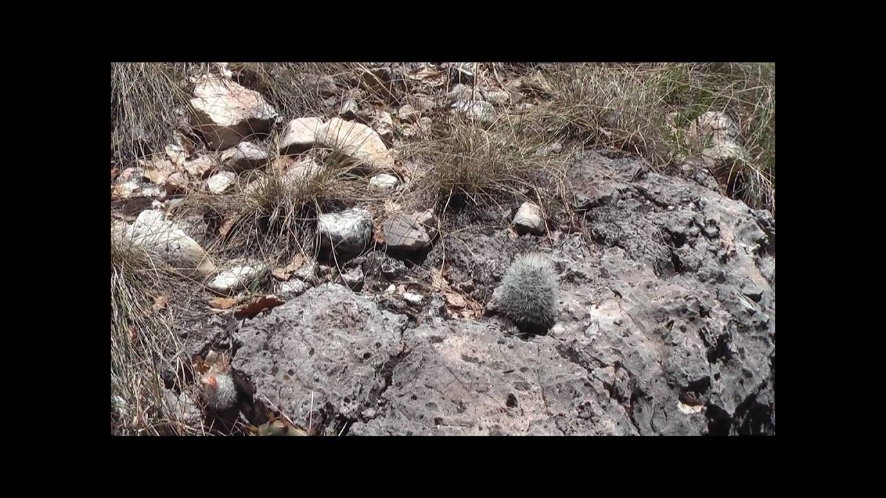 Cacti in Guadalupe Mountains