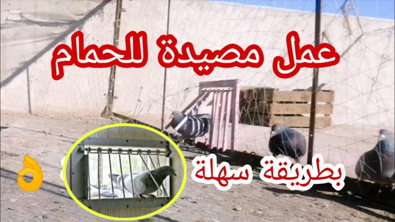 مصيدة للحمام في عشة حمامك بطريقة سهلة و باشياء بسيطة مضمونة 100% 👍