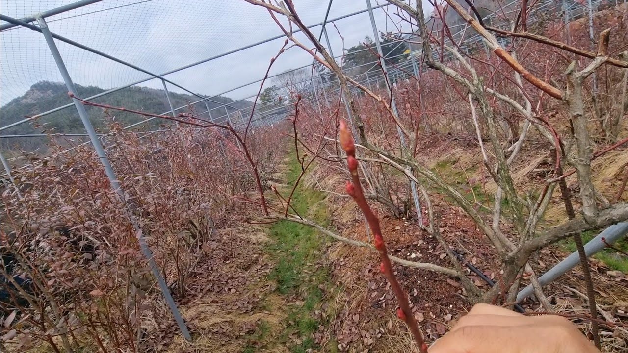 겨울 블루베리에 꼭 해야 열매 굵고 달콤하게 키울수 있어요 #블루베리전정 #블루베리 #블루베리키우기#주말농장 #귀촌생활 #gardening #food