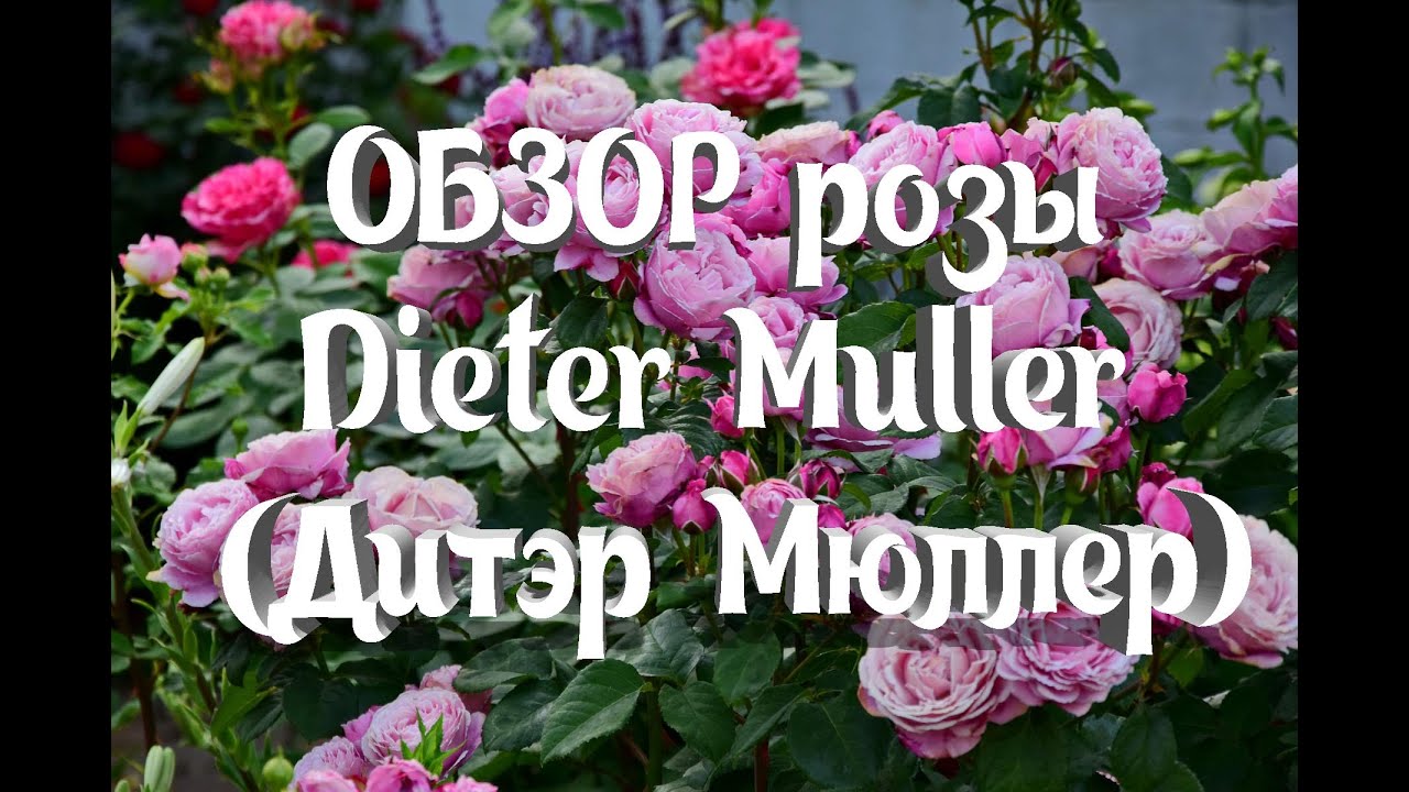 Обзор Розы Dieter Muller (Дитэр Мюллер) Delbard (Soeur Emmanuelle)
