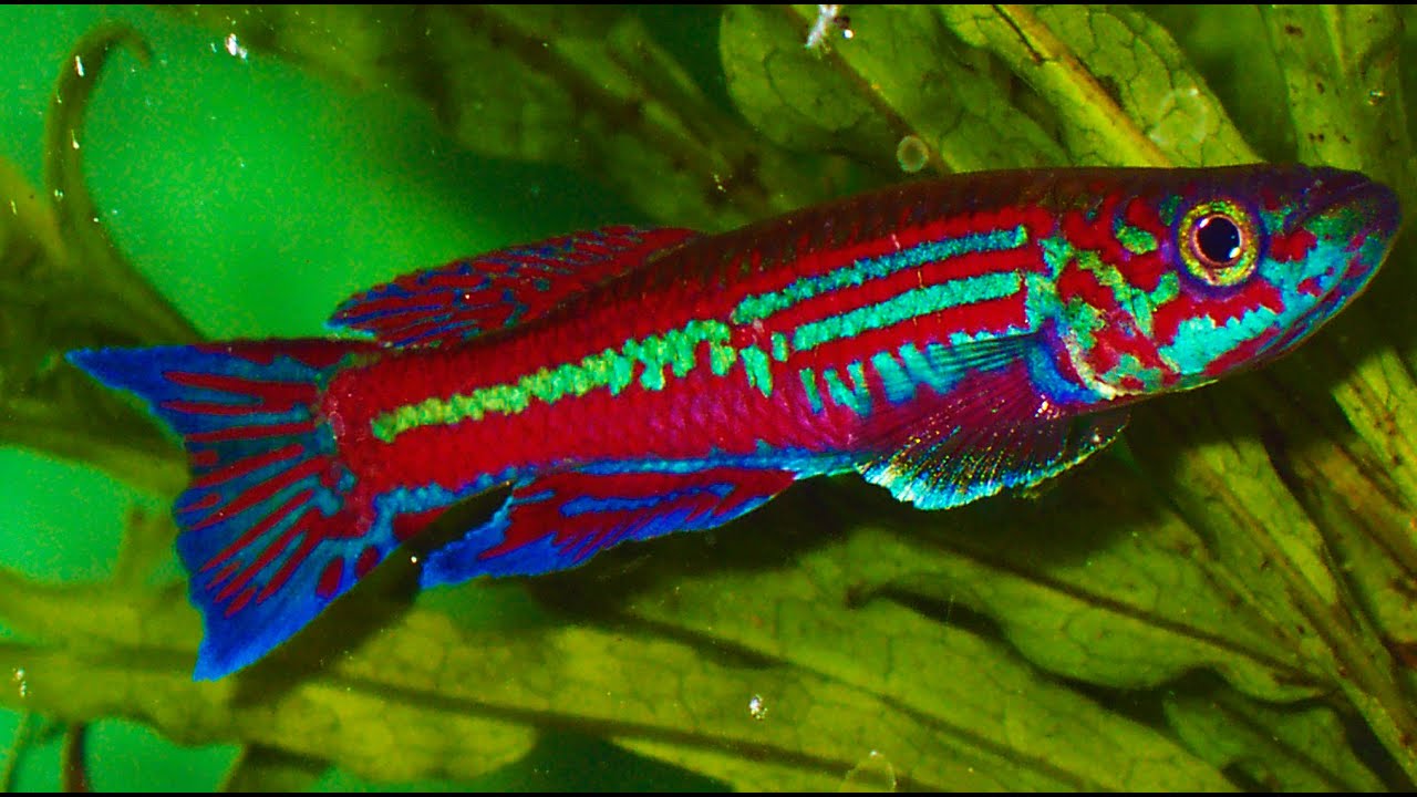 Killifish EXPO - Show and contest ᴴᴰ