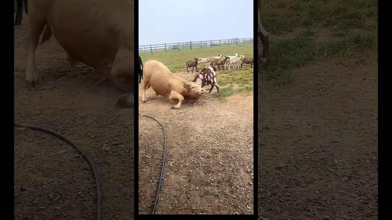 Bull vs goat fight 😱🔥#bull #goat #fight #animals #shorts #youtubeshorts