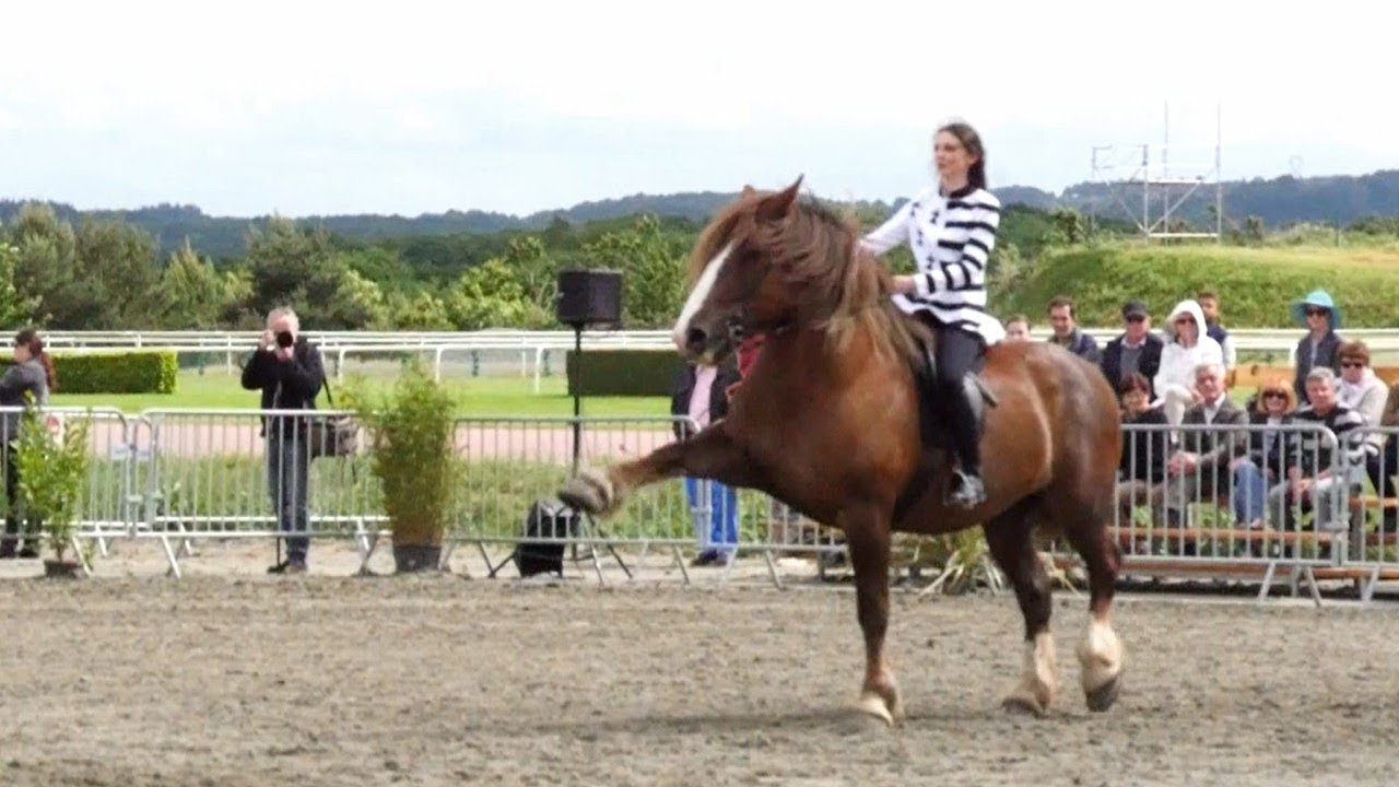 Spectacle Cheval Trait Breton