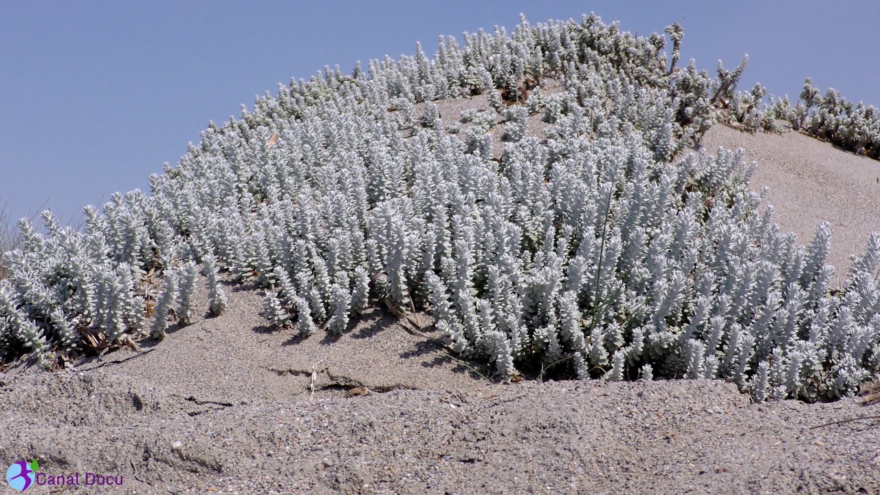 flora entinas sabinar.