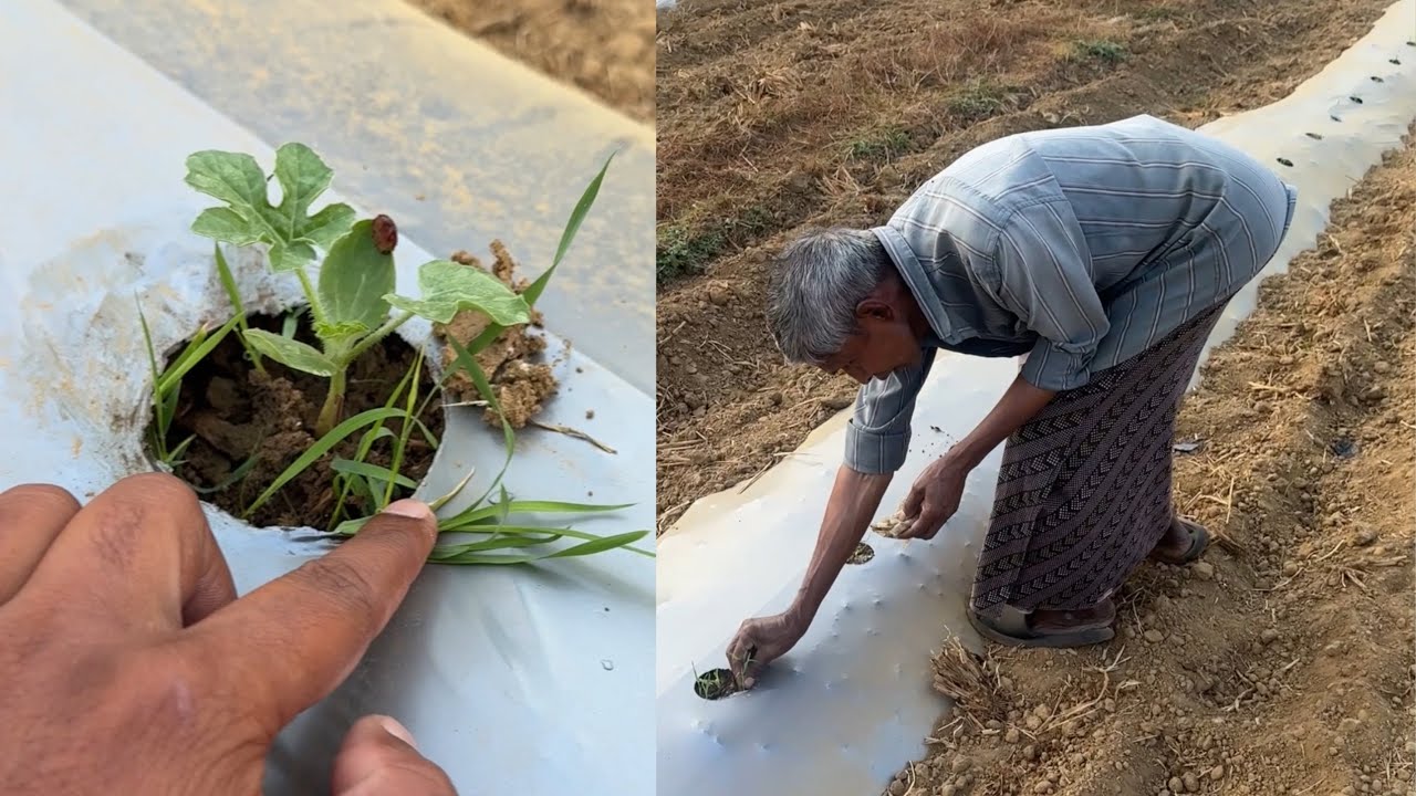 ചെറിയ വിത്തിൽ നിന്ന് വലിയ പ്രതീക്ഷ, Watermelon farming 