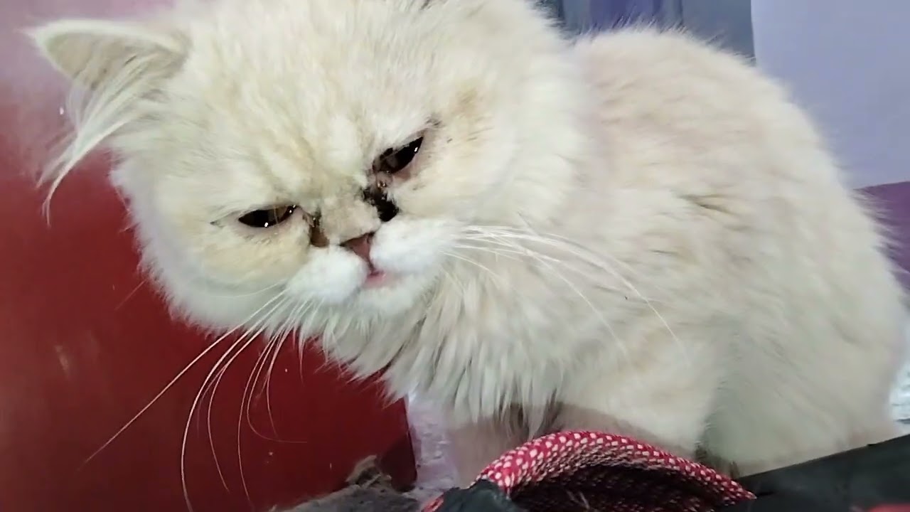Morning routine feeding my 6 babies #catlover #cutecat