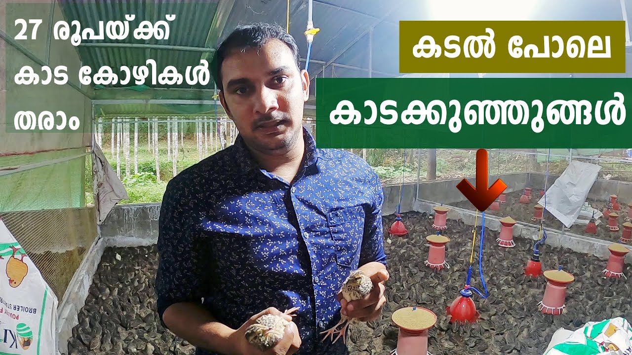 ചിലവ് കുറച്ച് കാട വളര്‍ത്തല്‍ ആരംഭിക്കാം | Quail farming malayalam #കാടവളര്ത്തല്#കാടക്കോഴി#Quail