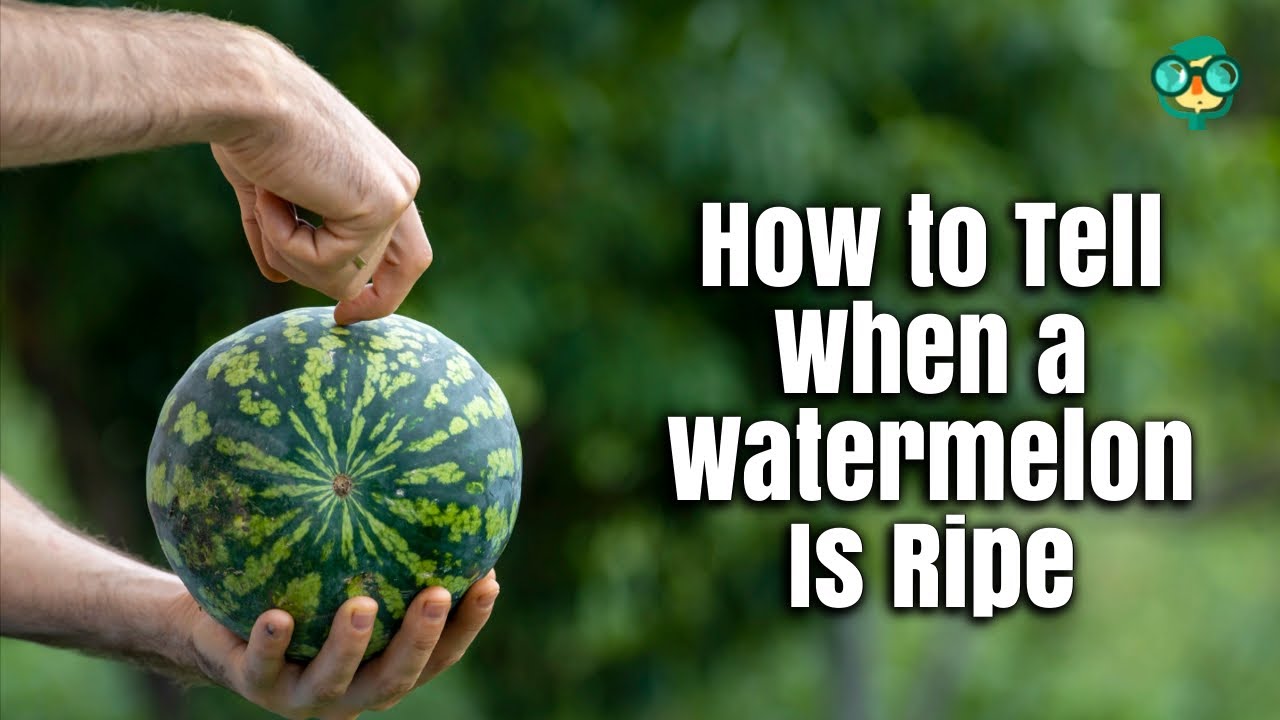How to Tell when a Watermelon Is Ripe | How to Spot a Ripe Watermelon| How to Pick a Ripe Watermelon