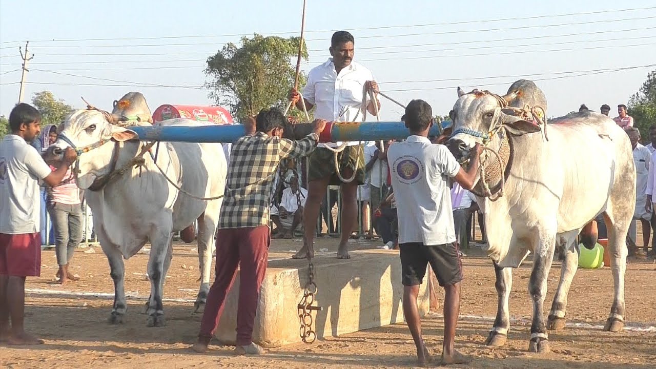 2024 Pernapadu seniors 1🏆1.50.000 Won- MCOR Bulls Martala Chandraobul Reddy Gari Bulls