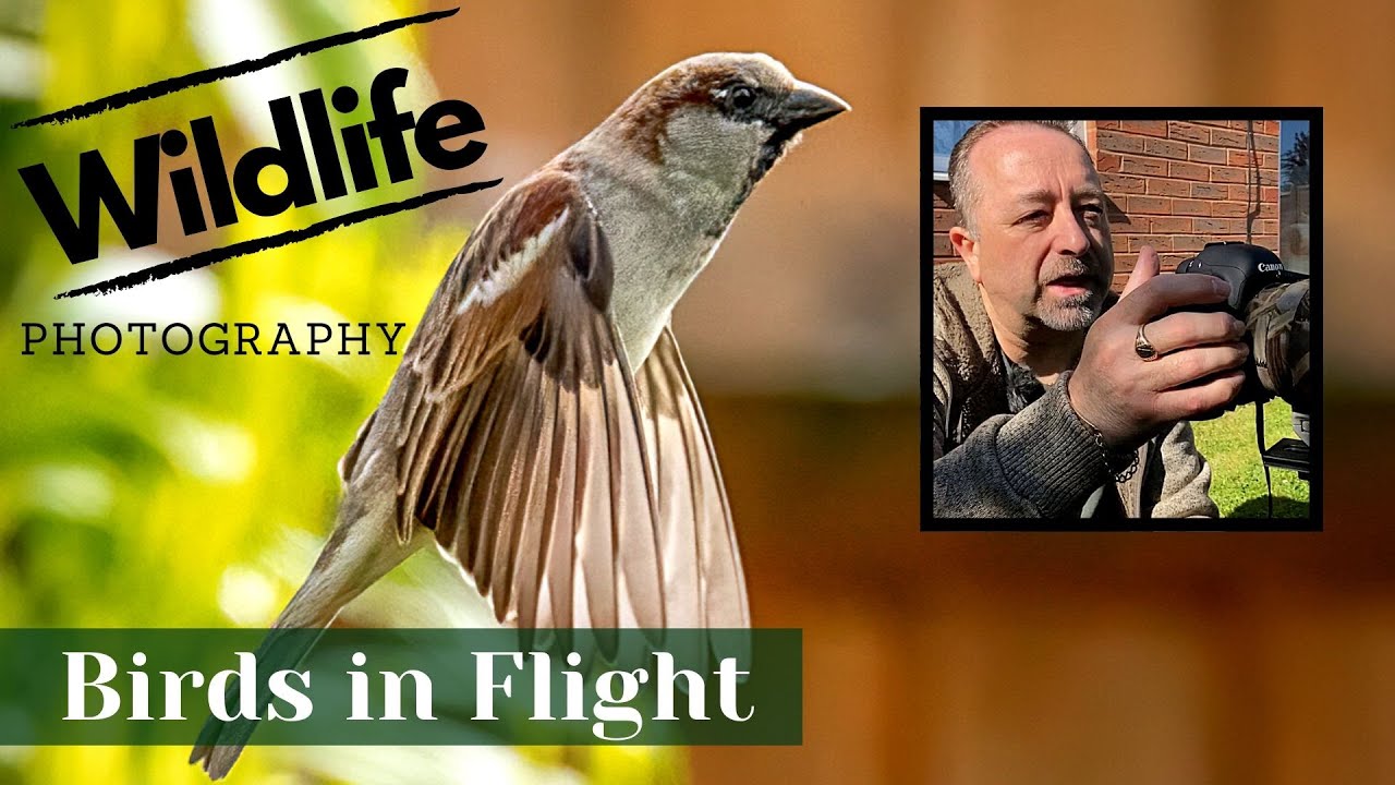 GARDEN WILDLIFE PHOTOGRAPHY UK | Ep 5 | Photographing Small  Birds in Flight.