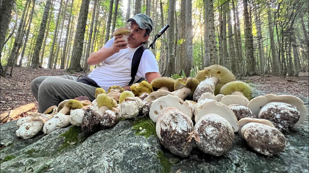 FUNGHI PORCINI 2023🍄MONTAGNA DI EDULIS 🍄