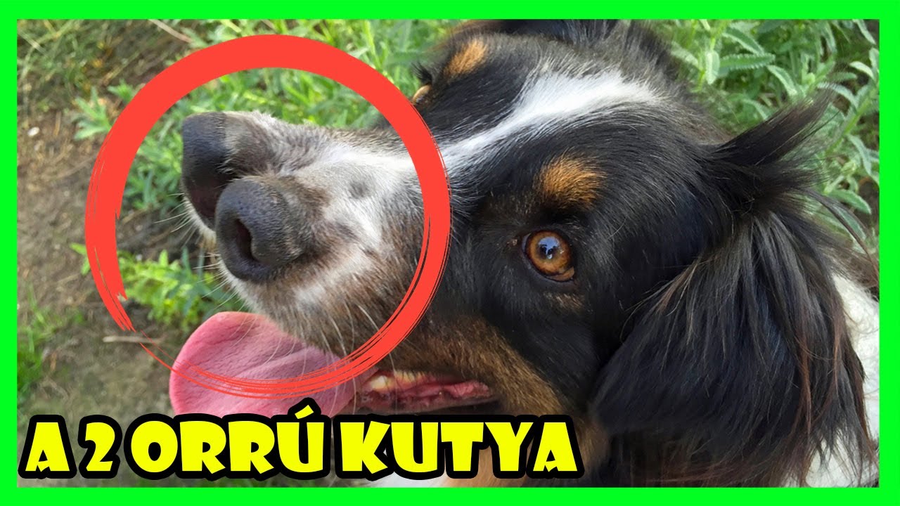 10 ELKÉPESZTŐ MUTÁNS ÁLLAT A FÖLDÖN | *IGAZ TÖRTÉNETEK*